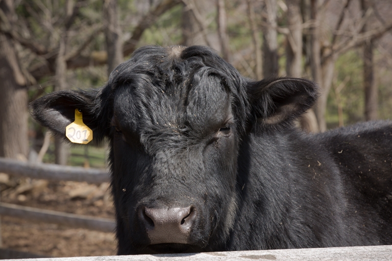Nancy Coe Photography-13_76A1746