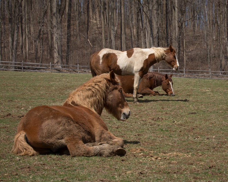 Nancy Coe Photography-14_76A1744