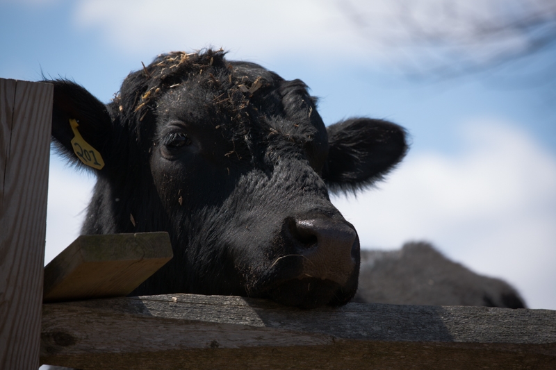 Nancy Coe Photography-15_76A1763