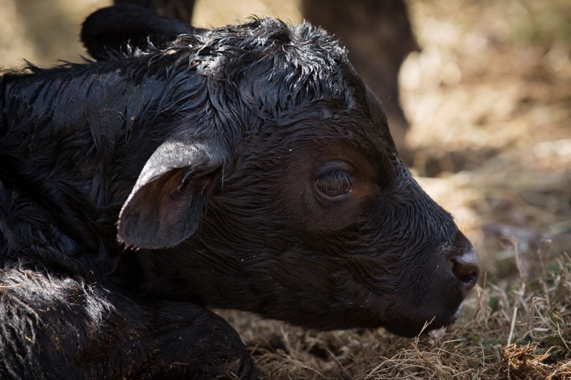 Nancy Coe Photography-18_76A1709