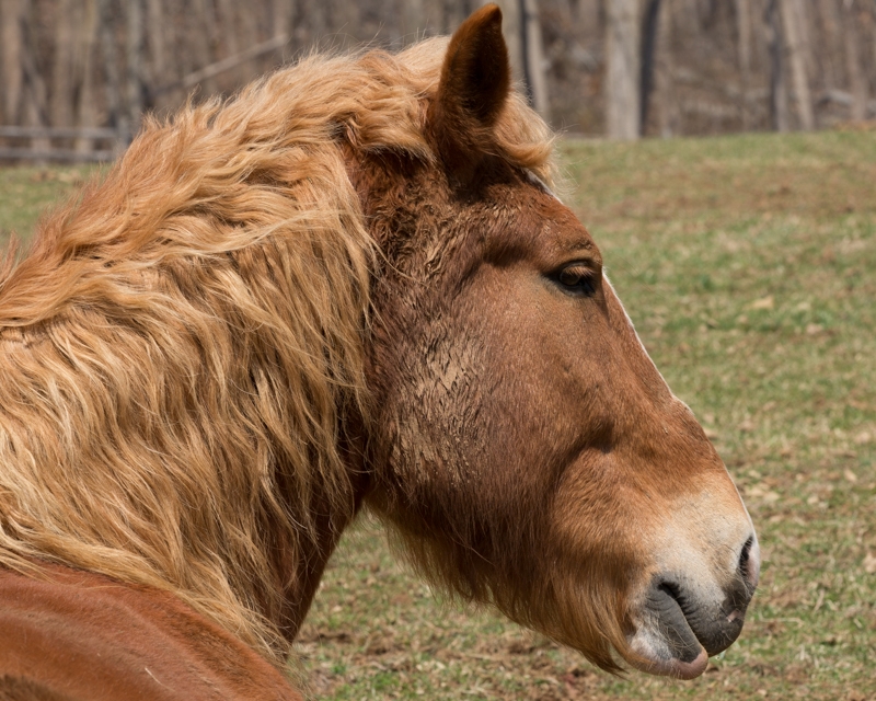 Nancy Coe Photography-19_76A1727
