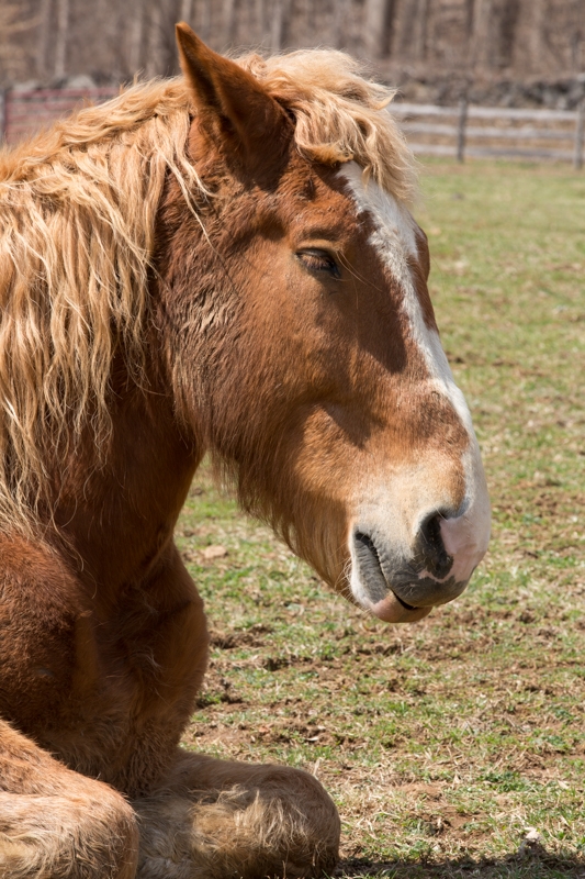 Nancy Coe Photography-1_76A1736