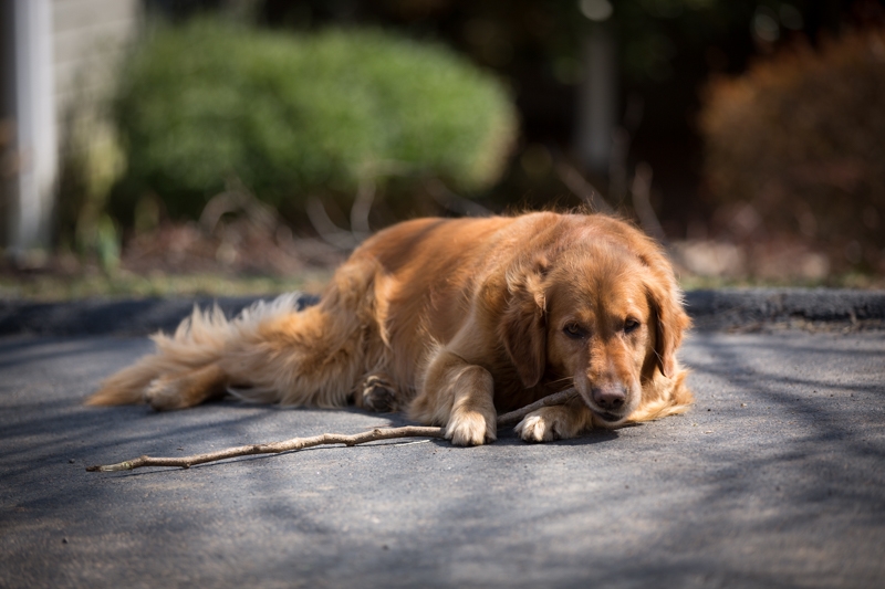 Nancy Coe Photography-20_76A1778