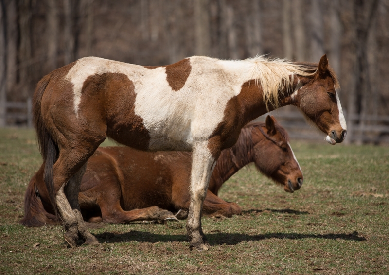 Nancy Coe Photography-21_76A1719