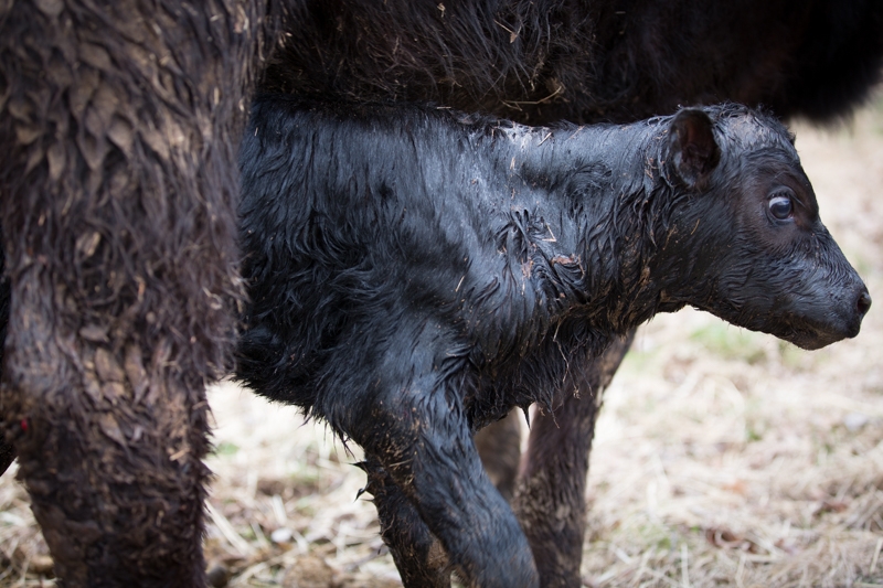 Nancy Coe Photography-23_76A1644
