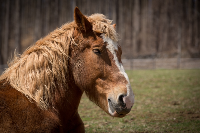 Nancy Coe Photography-29_76A1741