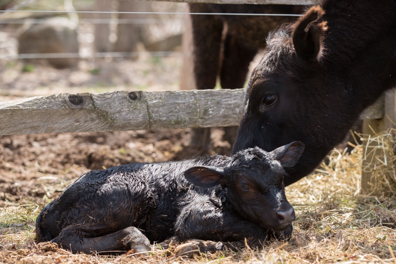 Nancy Coe Photography-2_76A1703