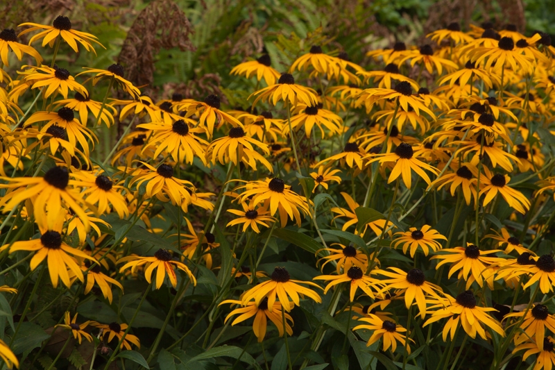 Nancy Coe Photography-34_MG_7587