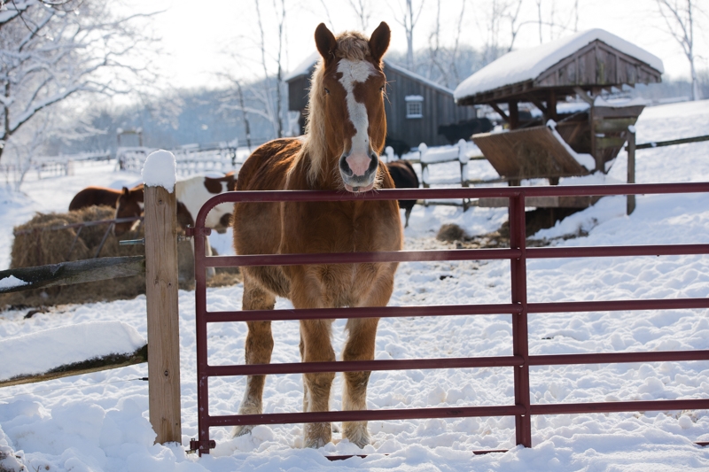 Nancy Coe Photography-38_-94