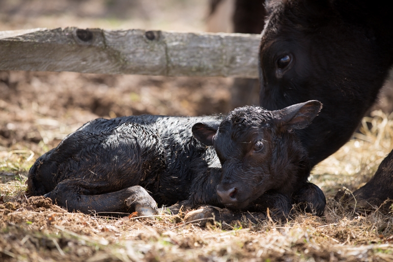 Nancy Coe Photography-3_76A1705