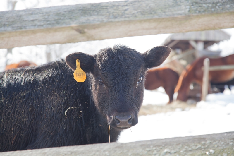 Nancy Coe Photography-46_-502