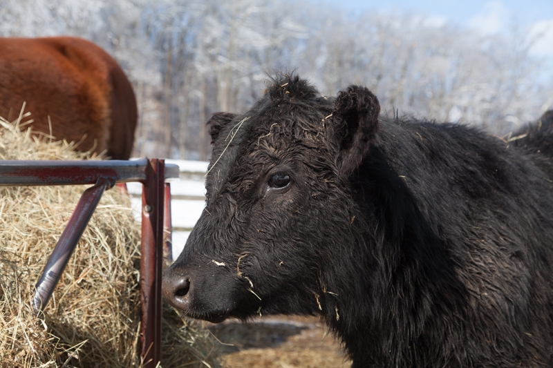 Nancy Coe Photography-47_-521