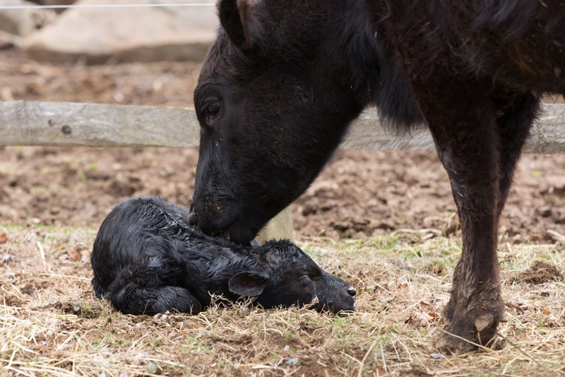 Nancy Coe Photography-59_76A1694