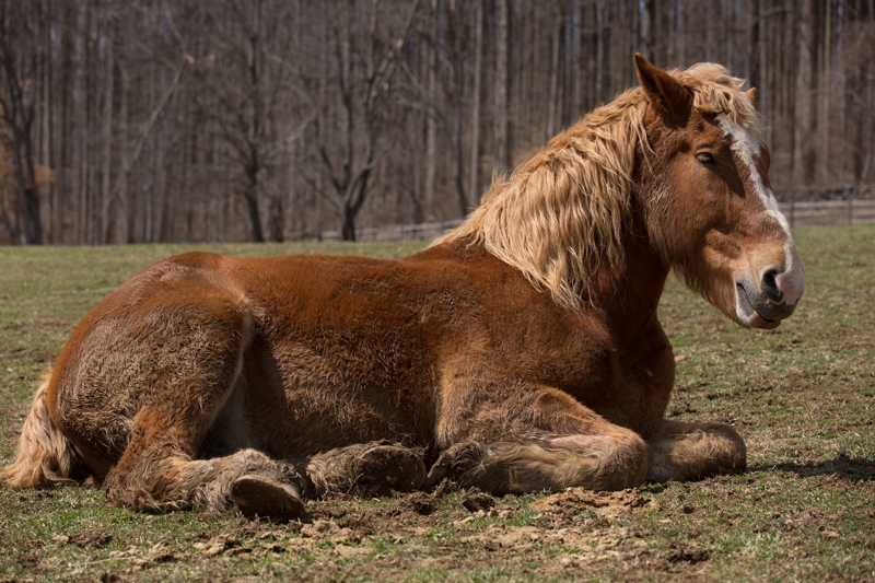 Nancy Coe Photography-62_76A1742