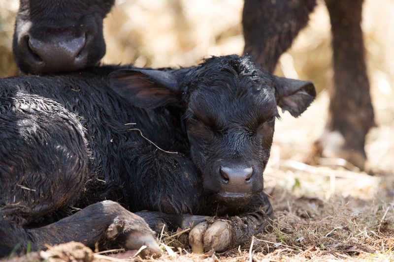 Nancy Coe Photography-7_76A1710