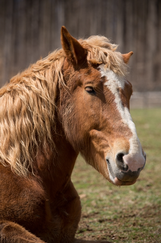 Nancy Coe Photography-8_76A1740