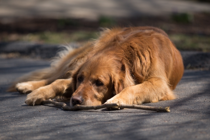 Nancy Coe Photography-9_76A1775