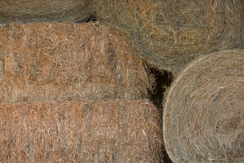 Nancy Coe Photography-13_76A4128