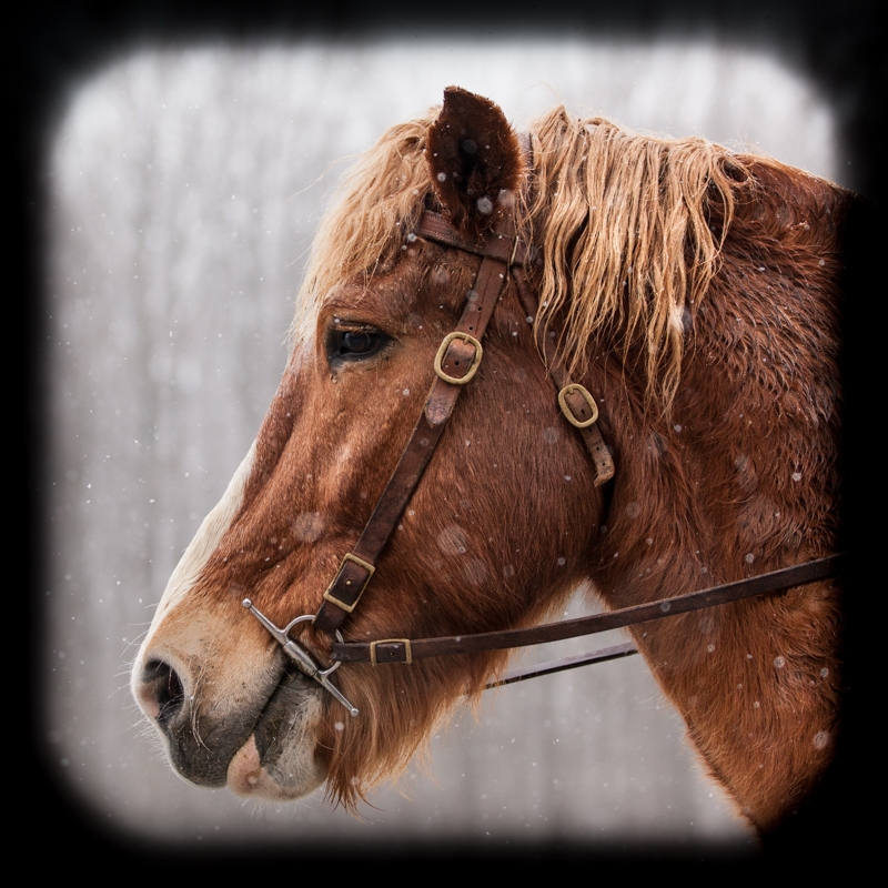 Nancy Coe Photography-20_MG_8170