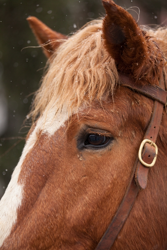 Nancy Coe Photography-22_MG_8177