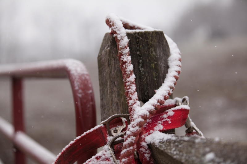 Nancy Coe Photography-23_MG_8184