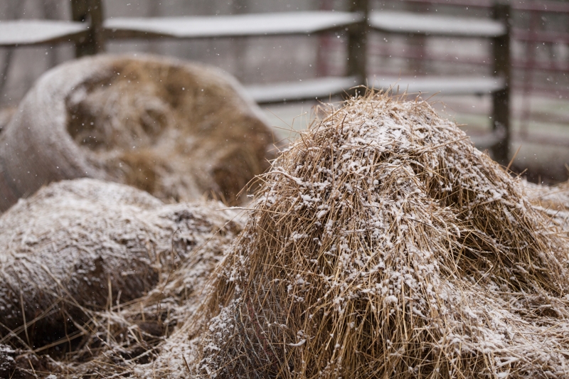 Nancy Coe Photography-25_MG_8221