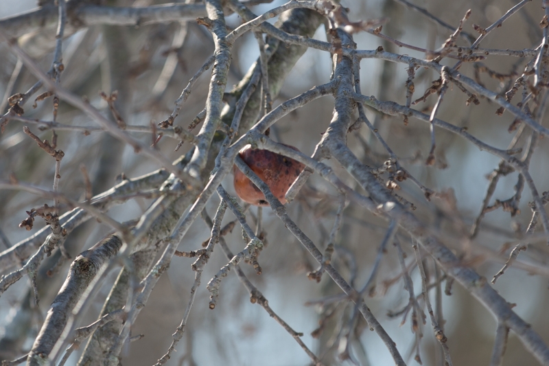 Nancy Coe Photography-26_76A4442