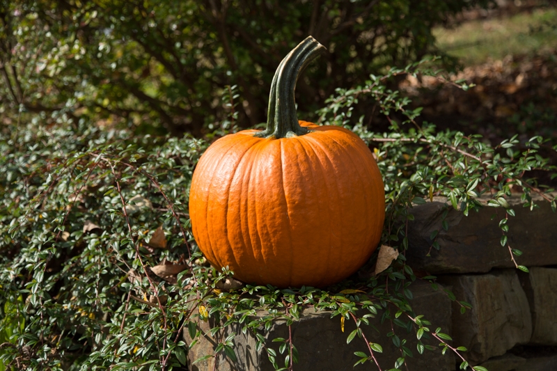 Nancy Coe Photography-2_76A0035