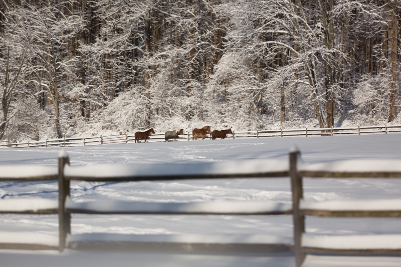 Nancy Coe Photography-7_76A7726